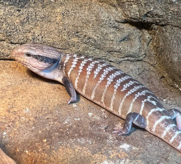 Centralian Blue Tongue Lizard - Amazing Amazon